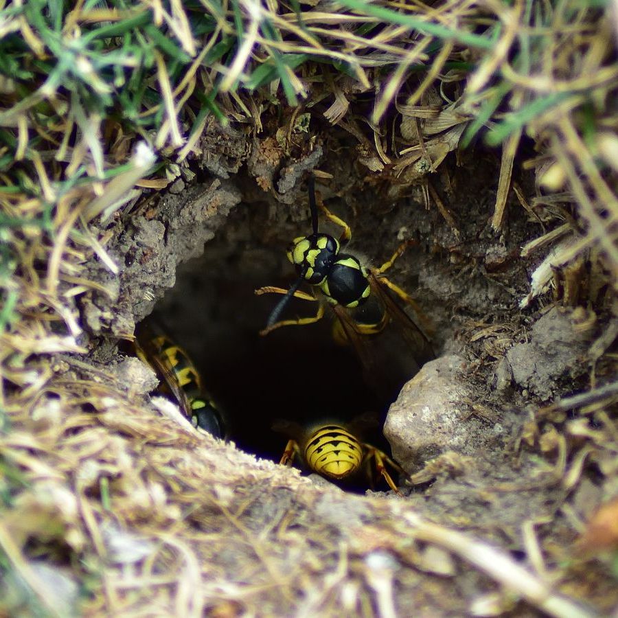 Ground Bees/Wasps Entrance