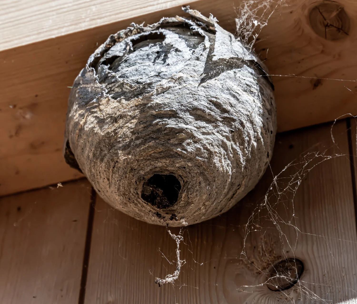Hornet nest on house