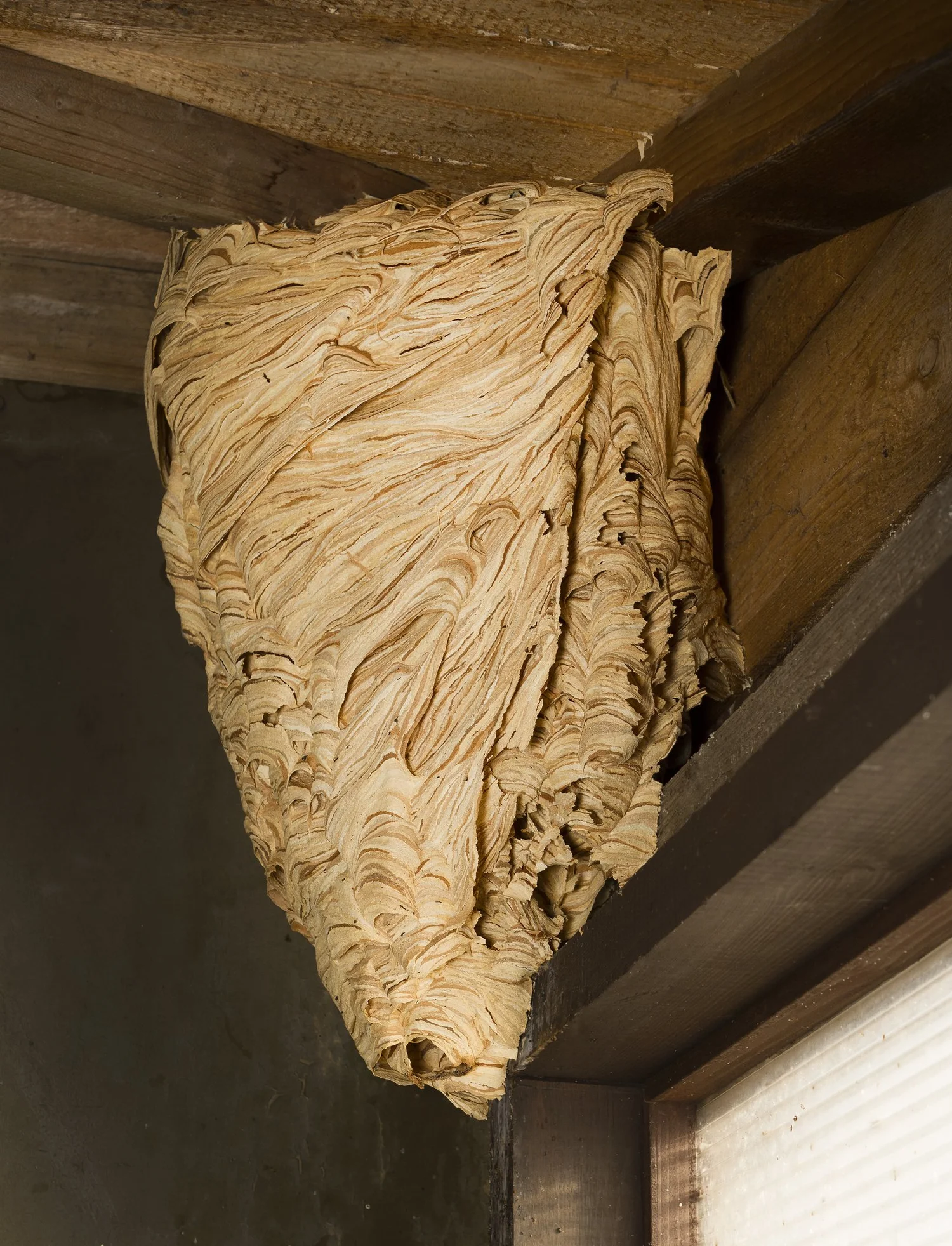 Hornet Nest hanging from ceiling