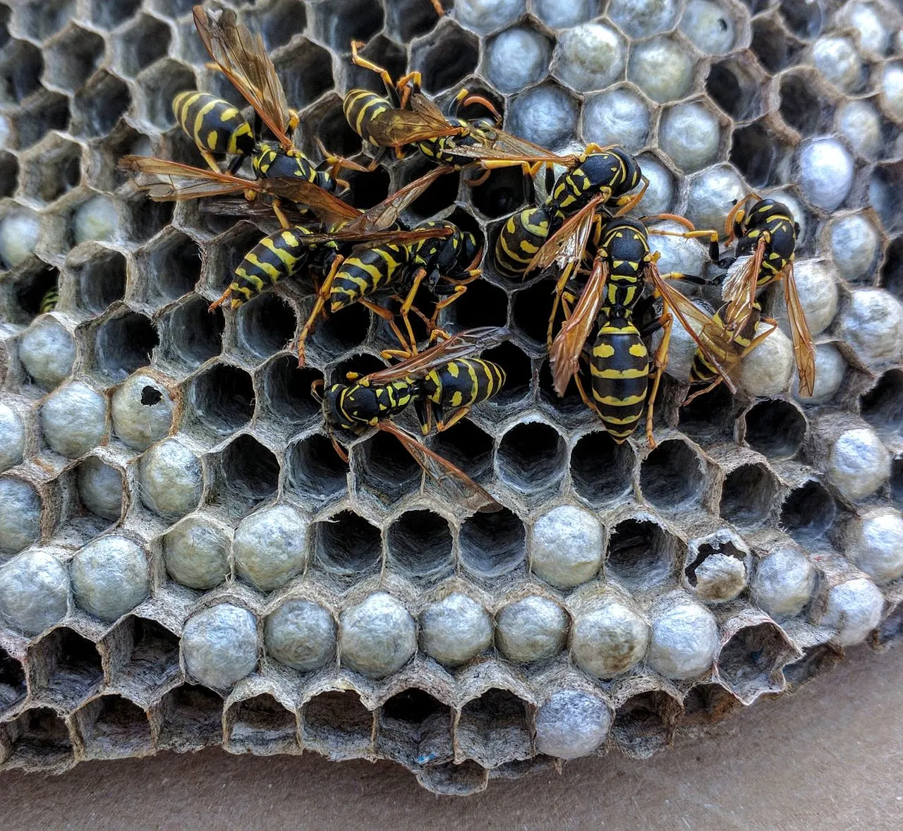 Paper Wasps on Nest