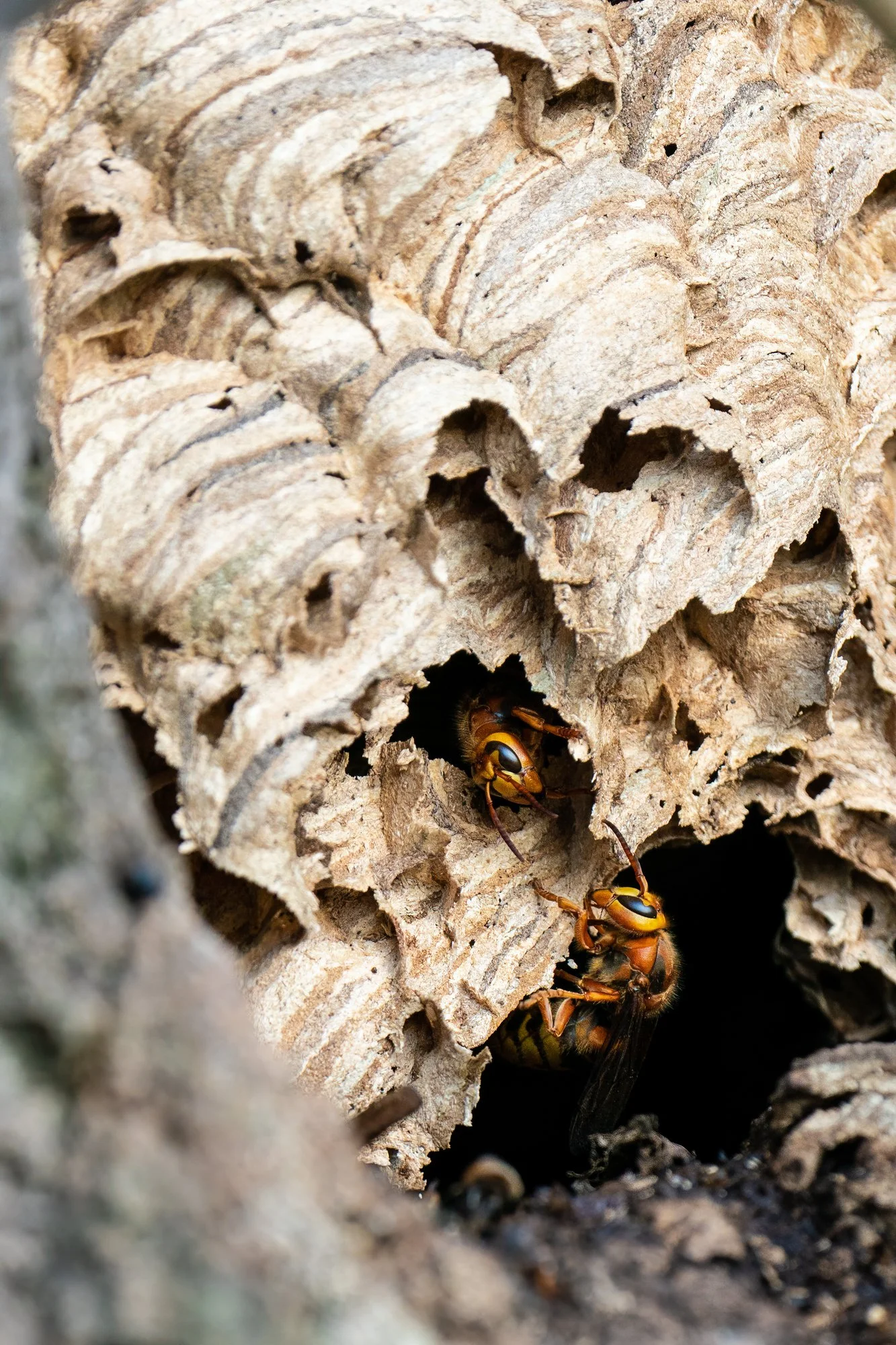 Yellow Jackets can be extreme pests